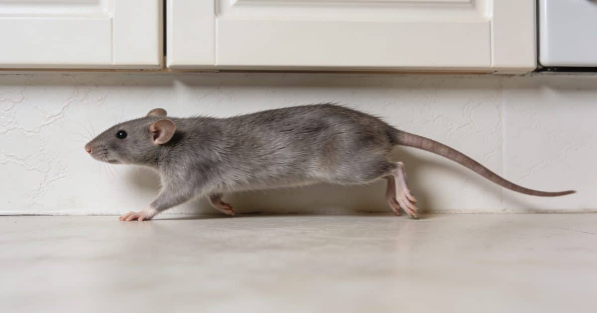 Souris courant le long dun mur de cuisine
